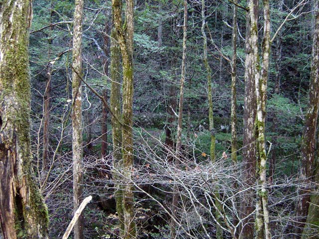 ���ː�X�ѓS��,�ѓS,�p����,����,�O����