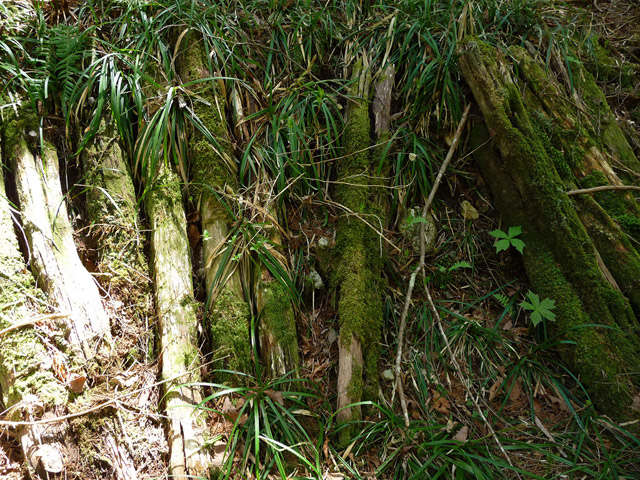 ���ː�X�ѓS��,�ѓS,�p����,�O����,����