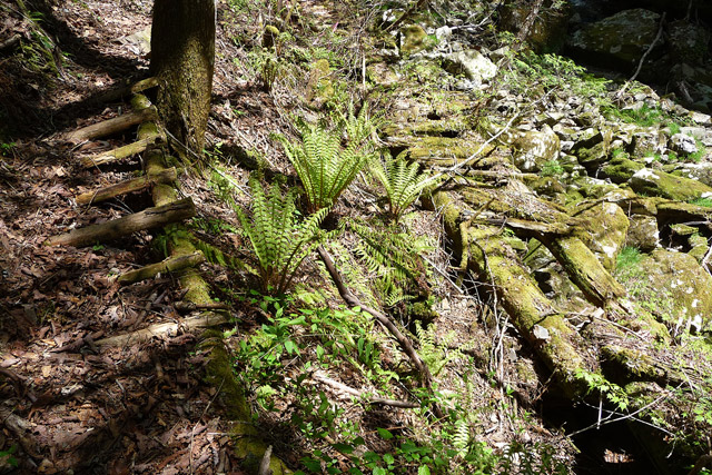 ���ː�X�ѓS��,�ѓS,�p����,�O����,�V��,�؋�