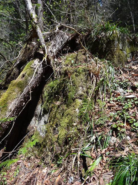 ���ː�X�ѓS��,�ѓS,�p����,�؋�,�ΒM�򋴗�,�ؑ�����,����