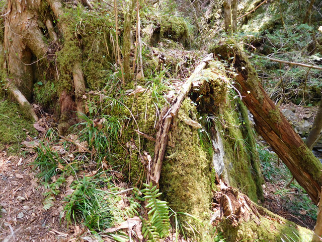 ���ː�X�ѓS��,�ѓS,�p����,�؋�,���R�򋴗�,����,���ꑺ