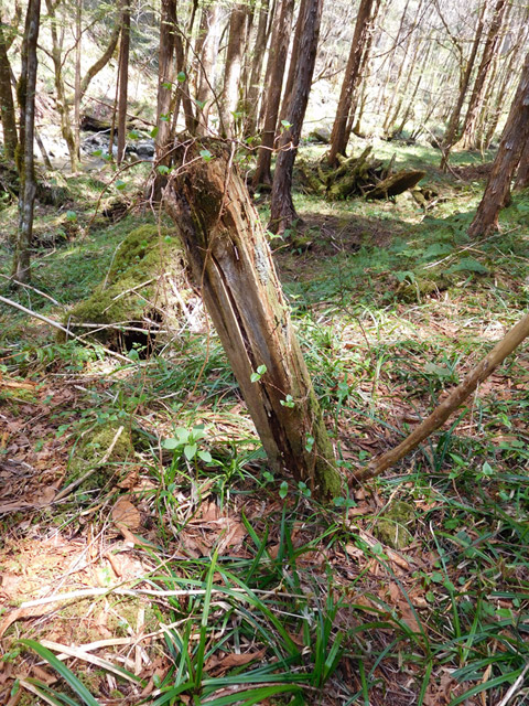 ���ː�X�ѓS��,�ѓS,�p����,�O����,���z�W,�ؑ]�X�ъǗ���