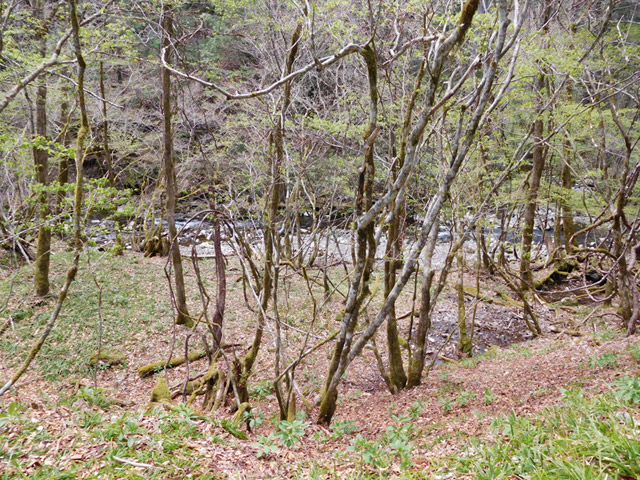 �ؑ]�X�ѓS�����ː��,�ѓS,�p����,�ѓ�,�k��,���ґ�