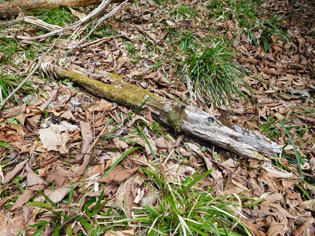 �ؑ]�X�ѓS�����ː��,�ѓS,�p����,���B,�H��,����