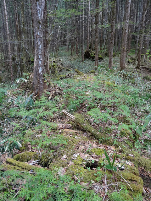 �X�ѓS��,�ѓS,�p����,���ґ��ƋO��,�V��,���ː�,�؋�,����c�я�