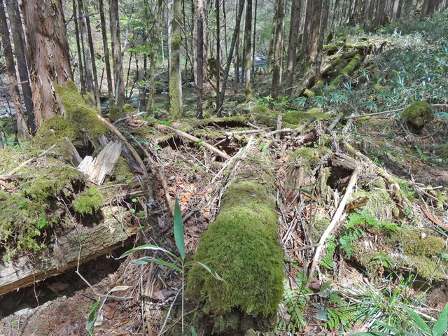 �X�ѓS��,�ѓS,�p����,���ґ��ƋO��,�V��,�包,�c�[