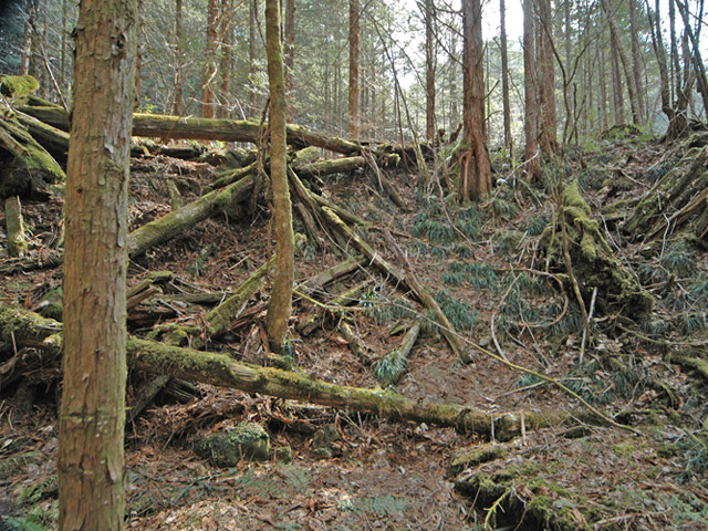 �X�ѓS��,�ѓS,�p����,���ґ��Ɛ�,�V��,�O����,���ː�,�V����