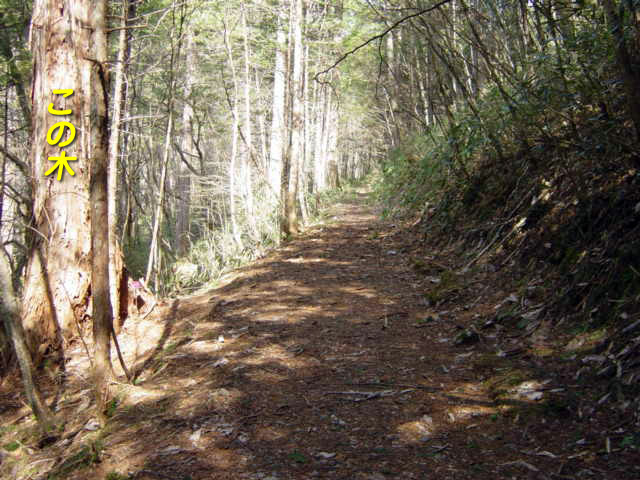 �ؑ]�X�ѓS��,�ѓS,�p����,���ґ��ƋO��,�q�m�L���,���ː썑�L��,���ꑺ