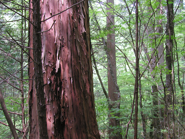 �ؑ]�X�ѓS��,�ѓS,�p����,���ґ��ƋO��,����̐X,���ː썑�L��,�E�H�[�L���O�C�x���g