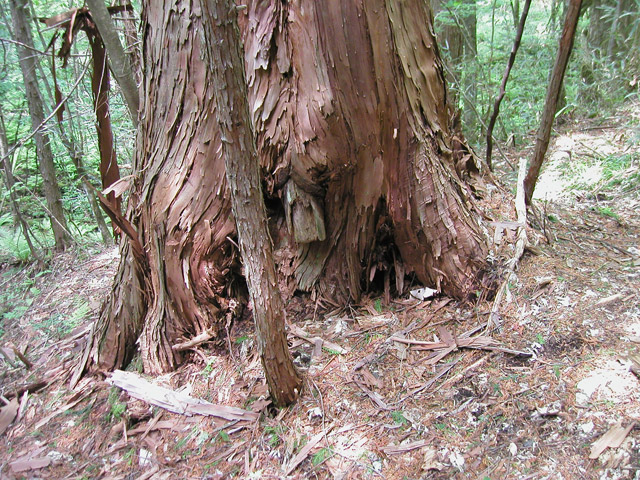 �ؑ]�X�ѓS��,�ѓS,�p����,���ґ��Ɛ�,����̐X,���ː썑�L��,�q�m�L���,���ꑺ