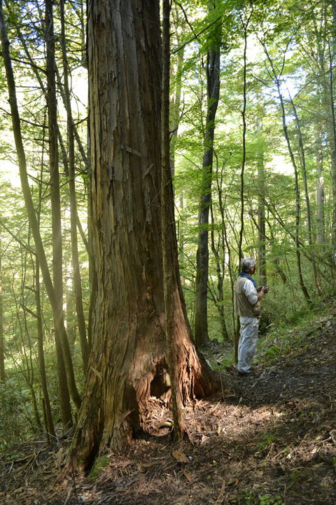 �ؑ]�X�ѓS��,�ѓS,�p����,���ґ��Ɛ�,����̐X,���ː썑�L��,�E�H�[�L���O�c�A�[