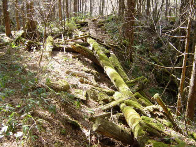 �X�ѓS��,�ѓS,�p����,���ґ��Ɛ�,�V��,�O����,�؋�