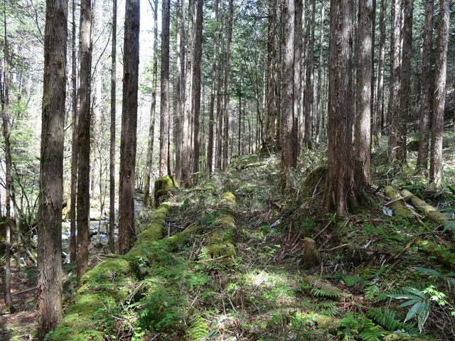 �X�ѓS��,�ѓS,�p����,���ґ��ƋO��,�V��,�؋�,���ꑺ