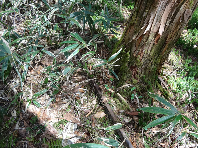 �X�ѓS��,�ѓS,�p����,���ґ��ƋO��,���[��,���H,���ː�