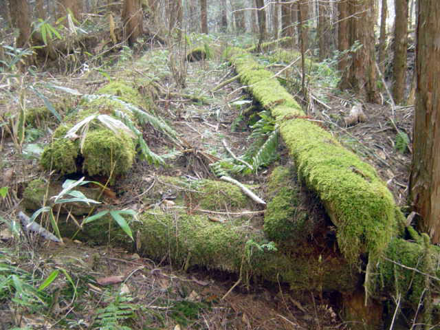 �X�ѓS��,�ѓS,�p����,���ґ��Ɛ�,�V��,�؋�,�؍މ^���O����