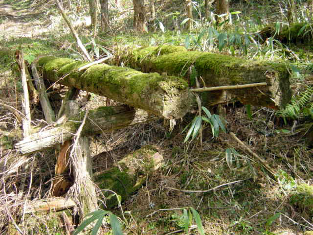 �ؑ]�X�ѓS��,�ѓS,�p����,���ґ��Ɛ�,�V��,�؋�,�؍މ^���O����