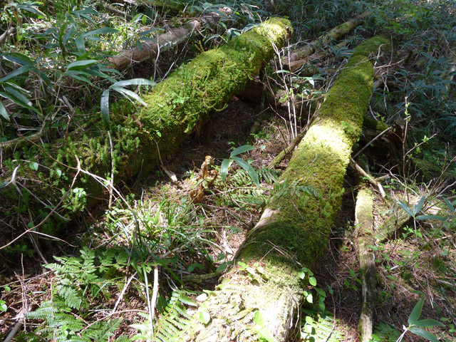 �ؑ]�X�ѓS��,�ѓS,�p����,���ґ��Ɛ�,�V��,�؋�,�،�