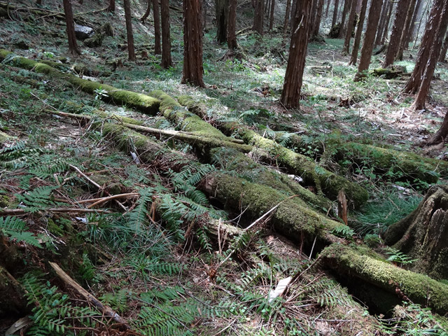 �X�ѓS��,�ѓS,�p����,���ґ��Ɛ�,�V��,�؋�,����c�я�