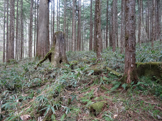 �X�ѓS��,�ѓS,�p����,���ґ��Ɛ�,�V��,�؋�,���ː�