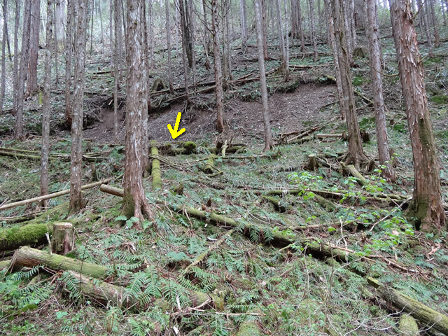 �X�ѓS��,�ѓS,�p����,���ґ��Ɛ�,�V��,�؋�,�؍މ^���O����