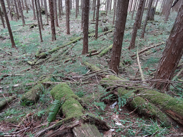 �X�ѓS��,�ѓS,�p����,���ґ��Ɛ�,�V��,��\,�c�[