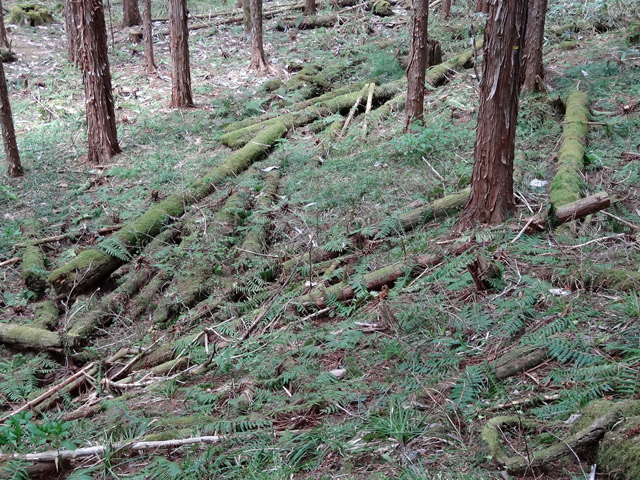 �X�ѓS��,�ѓS,�p����,���ґ��Ɛ�,�V��,����,�c�[