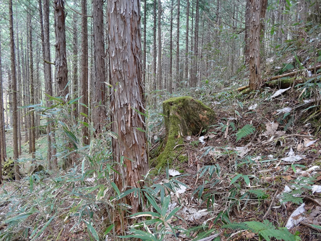 �ؑ]�X�ѓS��,�ѓS,�p����,���ґ��Ɛ�,�؍މ^���O����,�x��,����c�я�