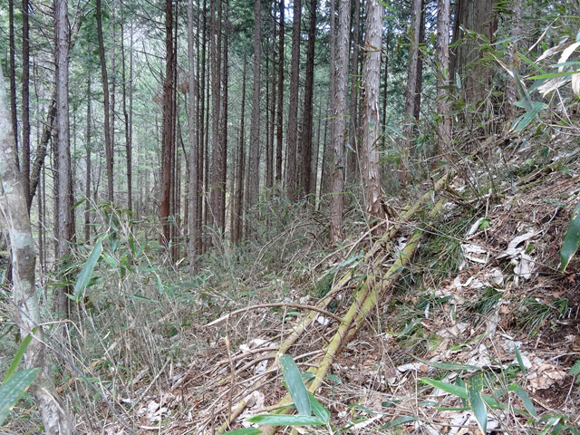 �ؑ]�X�ѓS��,�ѓS,�p����,�L�b�^�e���Ɛ�,�؍މ^���O����,�x��,���ꑺ