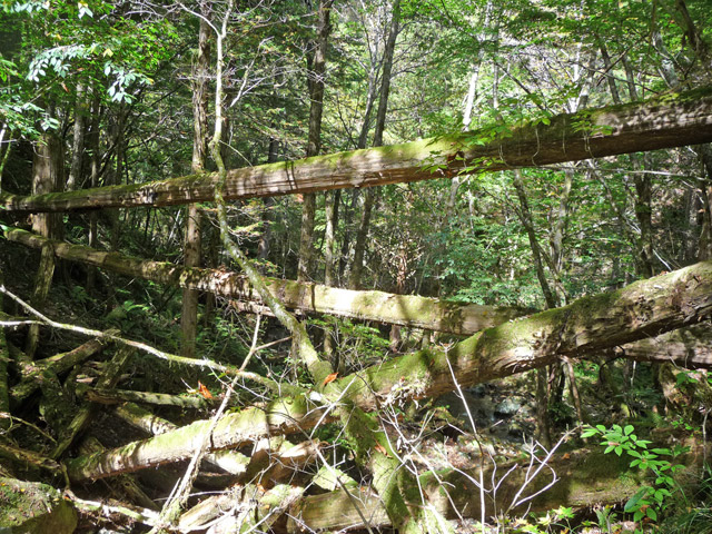 �ؑ]�ѓS,�X�ѓS��,�p����,���ґ��ƋO��,2�t�B�[�g6�C���`,���P�h�u��,�O�i�؋�