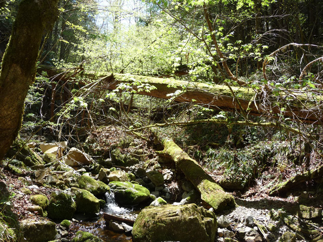 �ؑ]�ѓS,�X�ѓS��,�p����,���ґ��Ɛ�,���ꑺ,���P�h�u��,�O�i�؋�