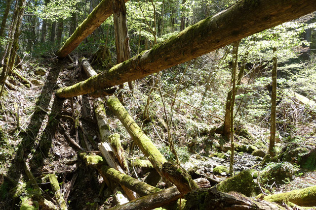 �ؑ]�ѓS,�X�ѓS��,�p����,���ґ��Ɛ�,�،�,���P�h�u��,�O�i�؋�