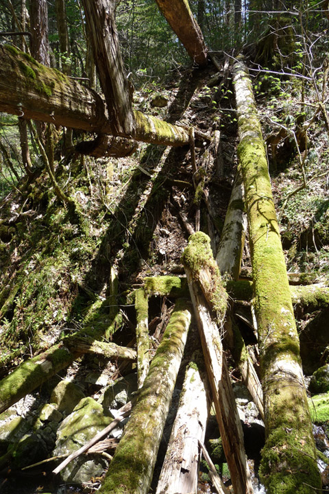 �ؑ]�ѓS,�X�ѓS��,�p����,���ґ��Ɛ�,�i���[�O����,���P�h�u��,�O�i�؋�