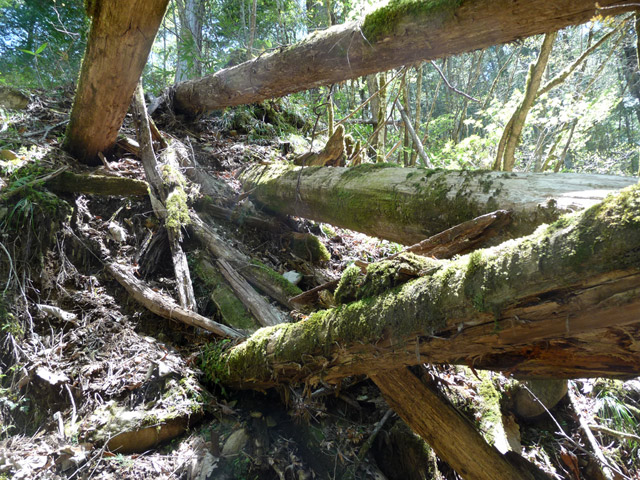 �ؑ]�ѓS,�X�ѓS��,�p����,���ґ��ƋO��,����c�ы�,���P�h�u��,3�i�؋�