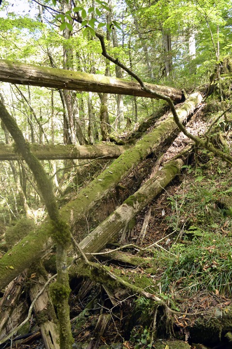 �ؑ]�ѓS,�X�ѓS��,�p����,���ґ��ƋO��,762mm,���P�h�u��,3�i�؋�