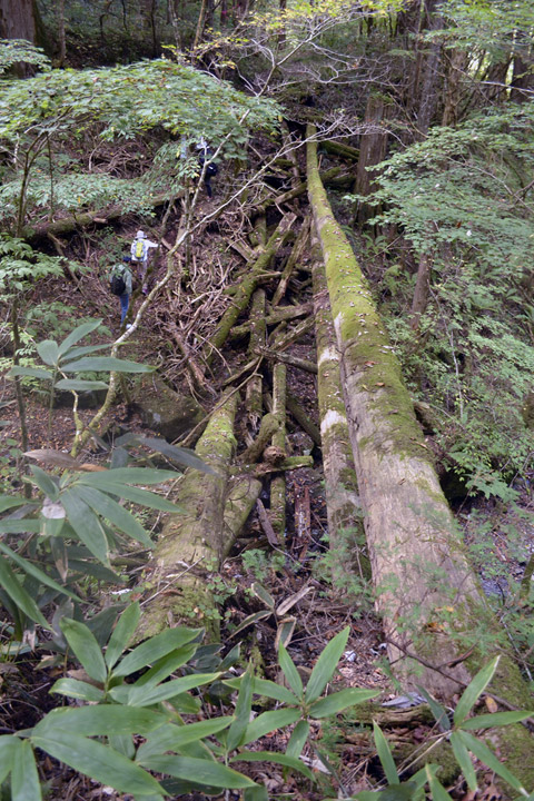 �ؑ]�X�ѓS��,�ѓS,�p����,���ґ��Ɛ�,��{��,���P�h�u��,3�i�؋�