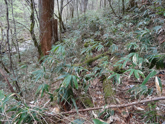 �ؑ]�X�ѓS��,�ѓS,�p����,���ґ��Ɛ�,���ː�,�؍މ^���O����