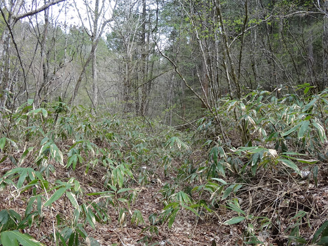 �ؑ]�X�ѓS��,�ѓS,�p����,���ґ��ƋO��,����,����c�ы�