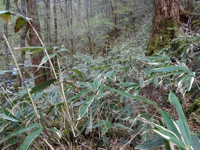 �ؑ]�X�ѓS��,�ѓS,�p����,���ґ��Ɛ�,���ː�,�i���[�O����