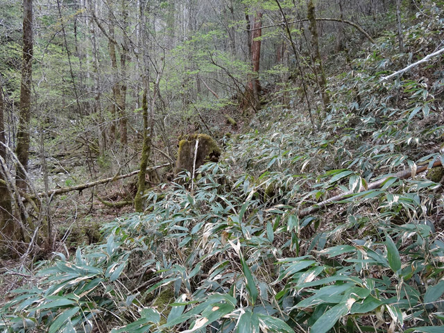 �ؑ]�X�ѓS��,�ѓS,�p����,���ґ��Ɛ�,�c�я��O��,���ː�