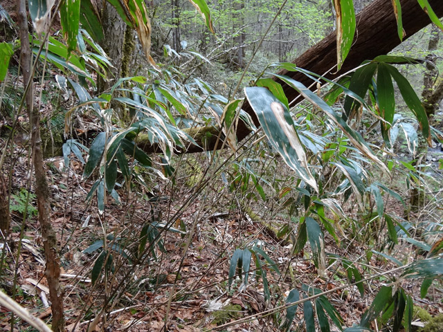 �ؑ]�X�ѓS��,�ѓS,�p����,���ґ��Ɛ�,�O����,���ꑺ,���ː�