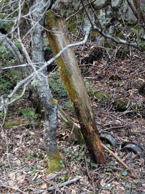 ������ԏ�,�����X�ѓS��,�p����,�ې���E�W,�ѓS