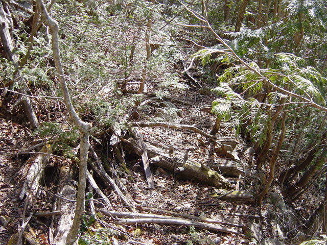 �����X�ѓS��,�����򋴗�,�p����,���[��,�ѓS