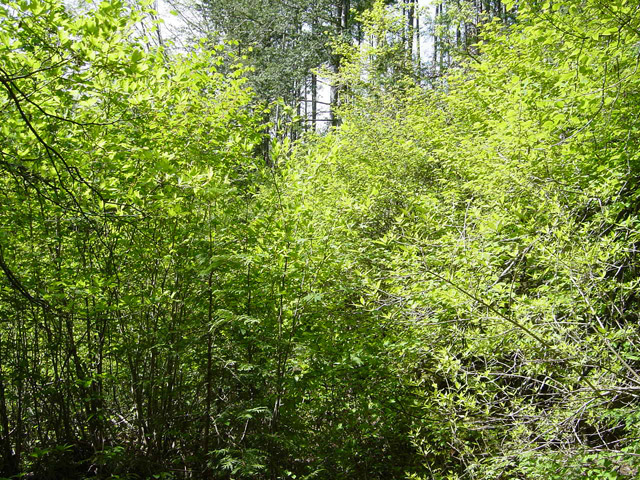 �����X�ѓS��,�ѓS,�p����,�ؑ]�X,�H��,����