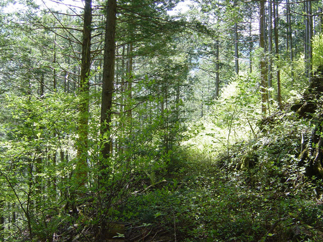 �����X�ѓS��,�ѓS,�p����,�ؑ]�X,�H��,����