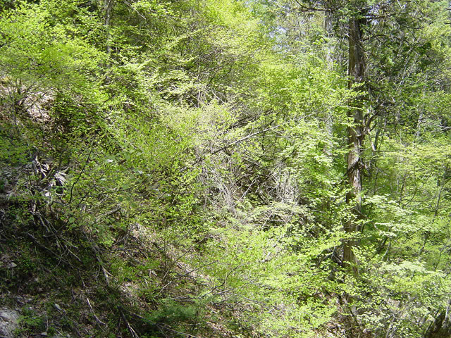 �����X�ѓS��,�ѓS,�p����,�O����,����,�����,������