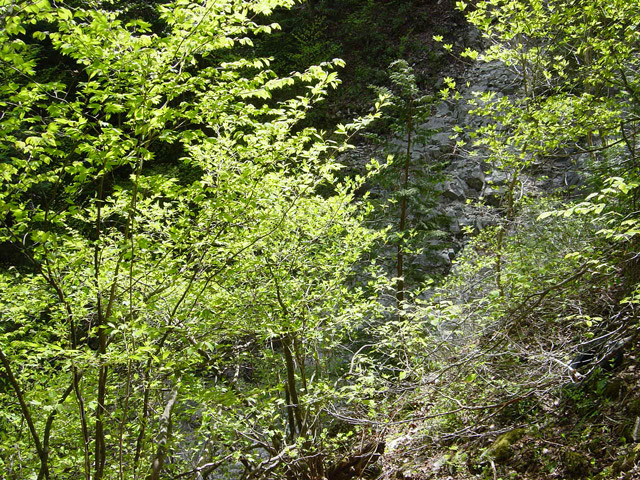 �����X�ѓS��,�ѓS,�p����,�O����,����,����