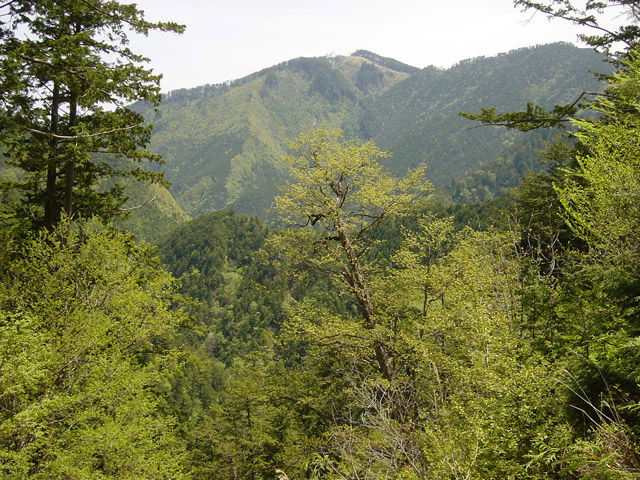 �����X�ѓS��,�ѓS,�p����,�O����,���i