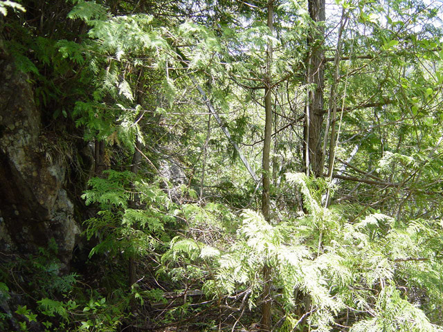 �����X�ѓS��,�ѓS,�p����,�O����,����,����