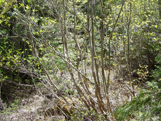 �����X�ѓS��,�ѓS,�p����,�O����,����,�ѓ�