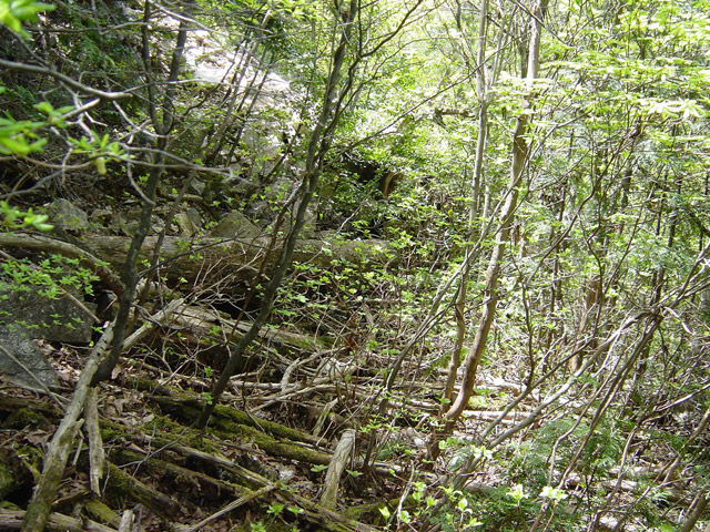 �����X�ѓS��,�ѓS,�p����,�O����,���i